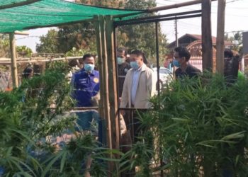 “กัญชา 6 ต้นที่โนนมาลัย ”