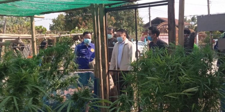 “กัญชา 6 ต้นที่โนนมาลัย ”