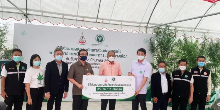 การปลูกกัญชาเพื่อผลิตตำรับยาแผนไทย