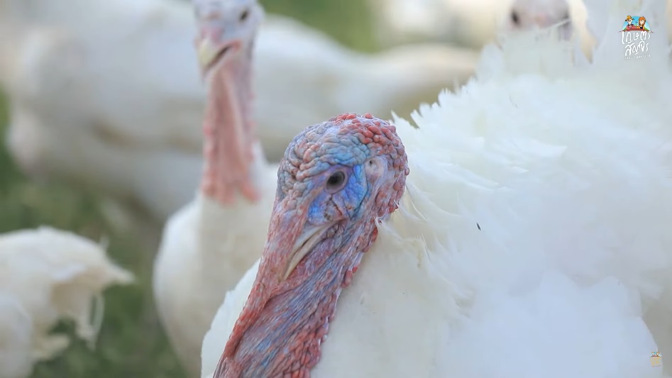 เลี้ยงไก่งวงเนื้อ สัตว์ปีกเศรษฐกิจอันดับ 3 ของโลก สร้างรายได้งาม ...