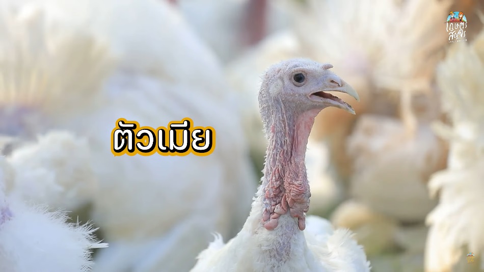 เลี้ยงไก่งวงเนื้อ สัตว์ปีกเศรษฐกิจอันดับ 3 ของโลก สร้างรายได้งาม ...