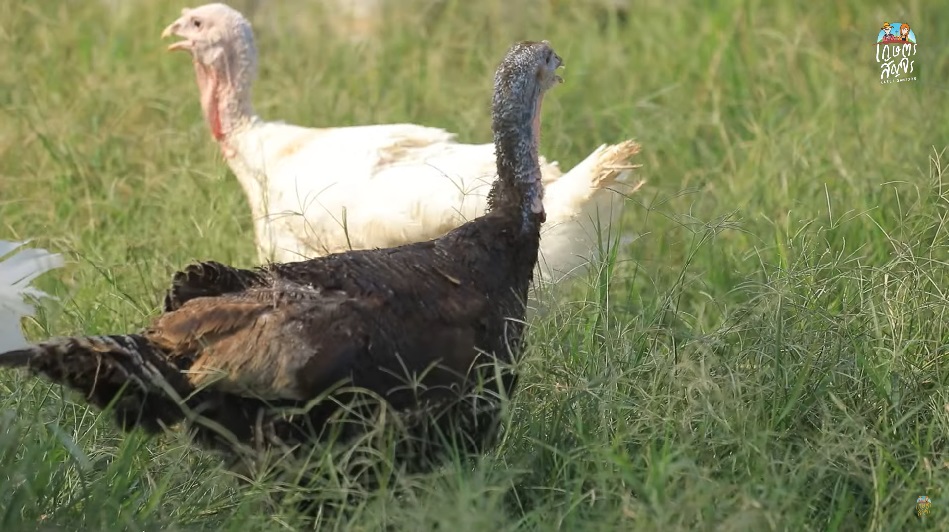 เลี้ยงไก่งวงเนื้อ สัตว์ปีกเศรษฐกิจอันดับ 3 ของโลก สร้างรายได้งาม ...