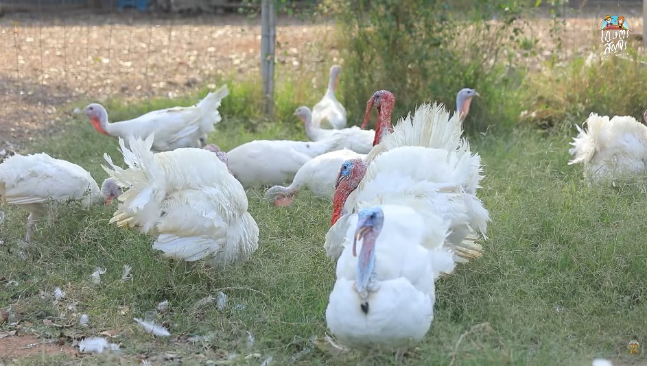 เลี้ยงไก่งวงเนื้อ สัตว์ปีกเศรษฐกิจอันดับ 3 ของโลก สร้างรายได้งาม ...
