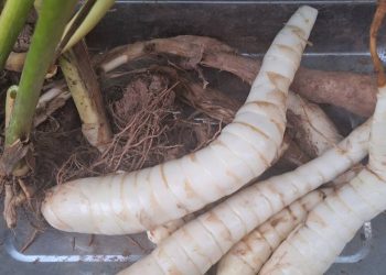 หัวมันสาคู