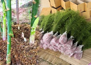 เพาะต้นกล้าหน่อไม้ฝรั่ง ทำตลาดออนไลน์