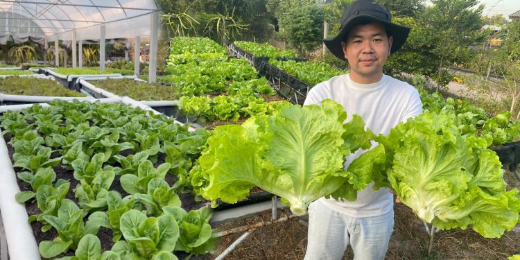 ปลูกผักสลัดอินทรีย์