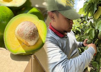 เทคนิคปลูกอโวคาโดให้ได้ผลผลิตสูง