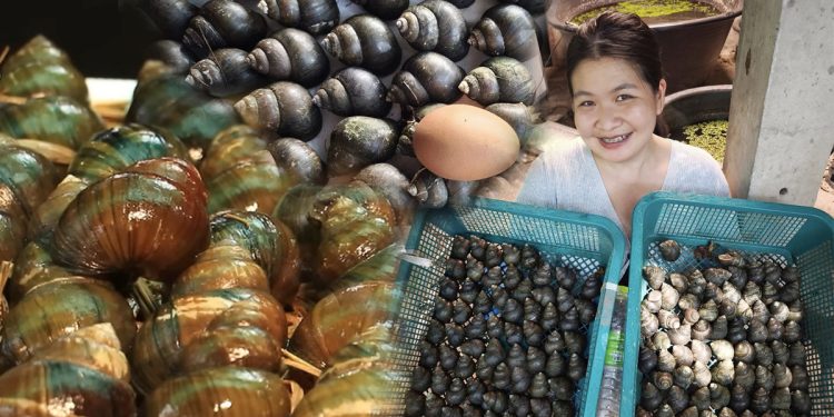 หอยขมยักษ์รัตนะ สัตว์เศรษฐกิจมาแรง