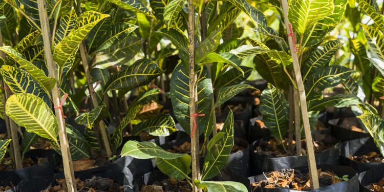 7 วิธีขยายพันธุ์พืชให้ได้ผลดี! 