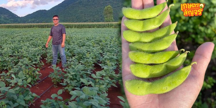 ปลูกถั่วแระญี่ปุ่น