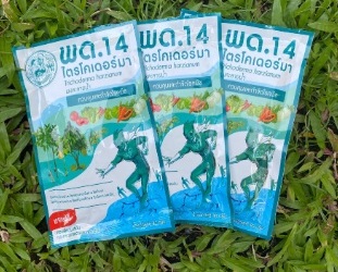 รู้จัก พด.14 ไตรโครเดอร์มา - เกษตรสัญจร - Kasetsanjorn