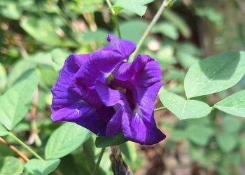 ปลูกอัญชัญในกระถาง vs ลงดิน