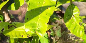 วิธีกำจัดเพลี้ยบนใบมะม่วง