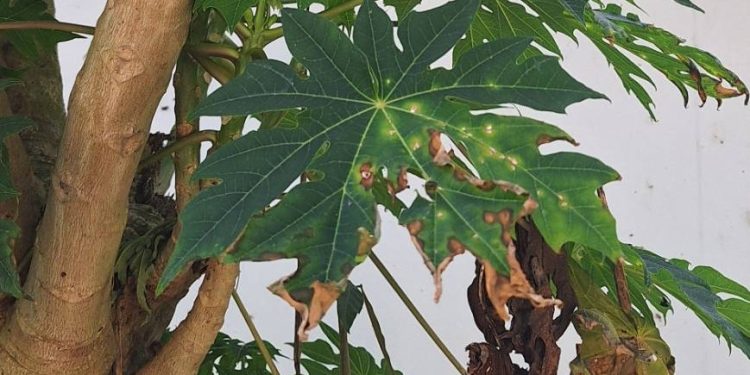 ระวัง! โรคไวรัสจุดวงแหวนในมะละกอ