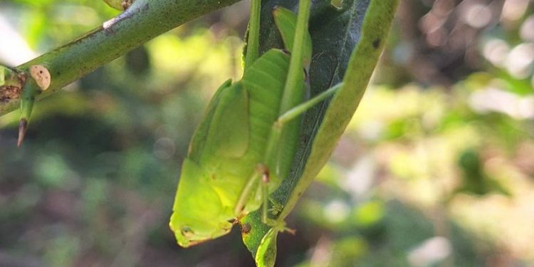 ฟรี! E-Book แนวทางใช้ชีวภัณฑ์เพื่อดูแลพืช 