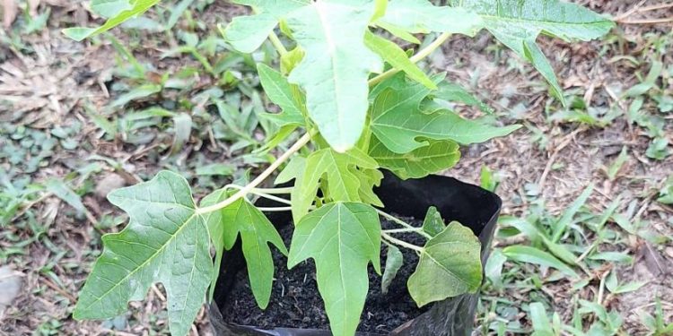 ย้ายต้นกล้ามะละกอให้รอด