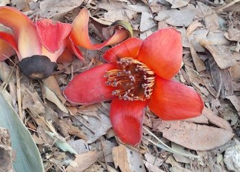 รู้จักดอกงิ้ว 