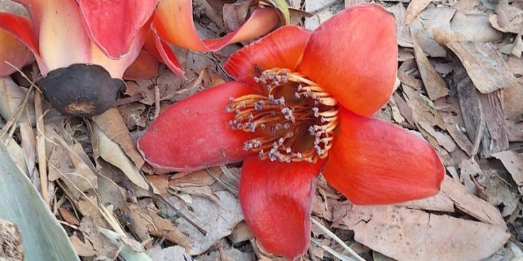 รู้จักดอกงิ้ว