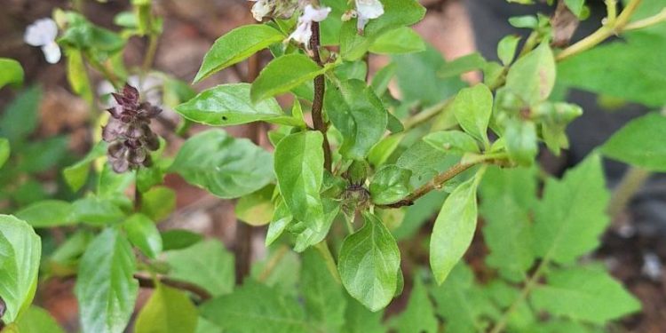 เพาะเมล็ดหรือปักชำ