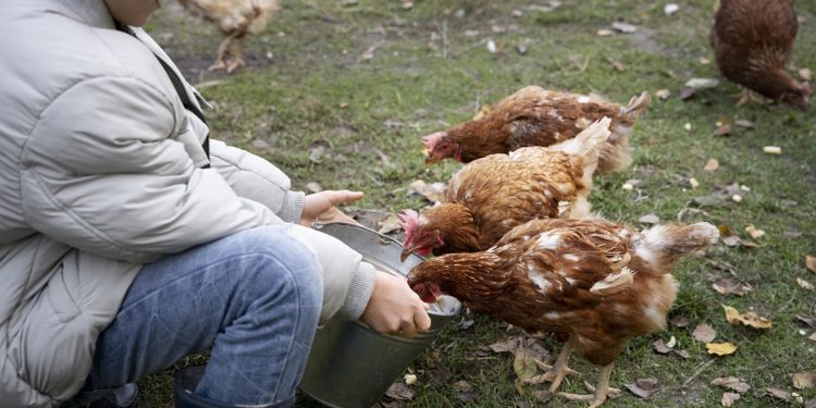 5 กลเม็ดอาหารเสริมบำรุงไก่