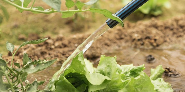 5 เทคนิคเตรียมตัวช่วยให้พืชทนร้อน 