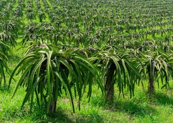 วิธีปักชำแก้วมังกรให้รากงอกไว!