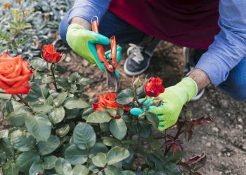 สูตรดินปลูกกุหลาบ 