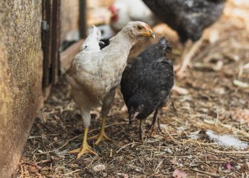 เทคนิคเลี้ยงไก่พื้นเมือง 