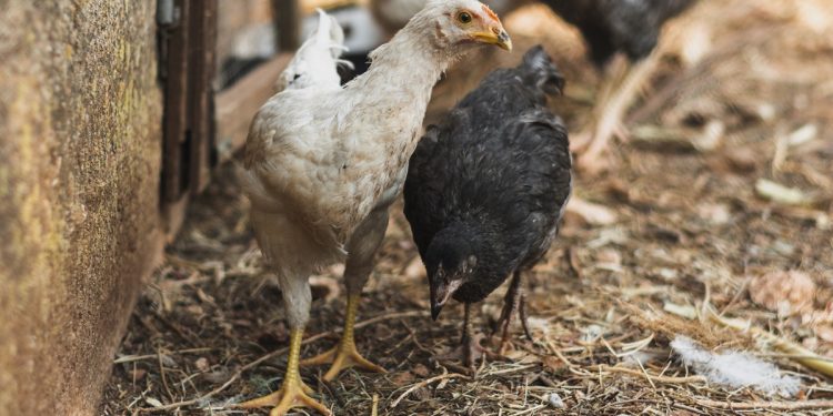 เทคนิคเลี้ยงไก่พื้นเมือง 