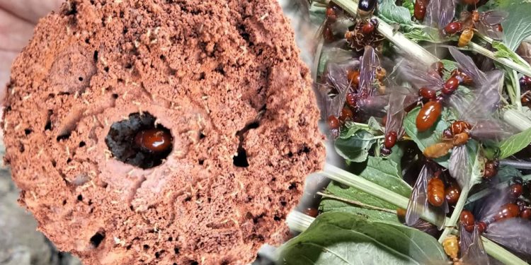 เลี้ยงแมงมัน อาชีพเสริมสร้างรายได้