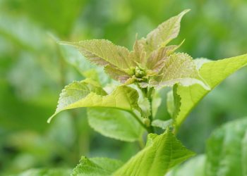 เคล็ดลับการทำน้ำหมักจากใบหม่อน 