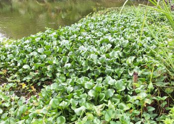 การทำน้ำหมักจากผักตบชวา