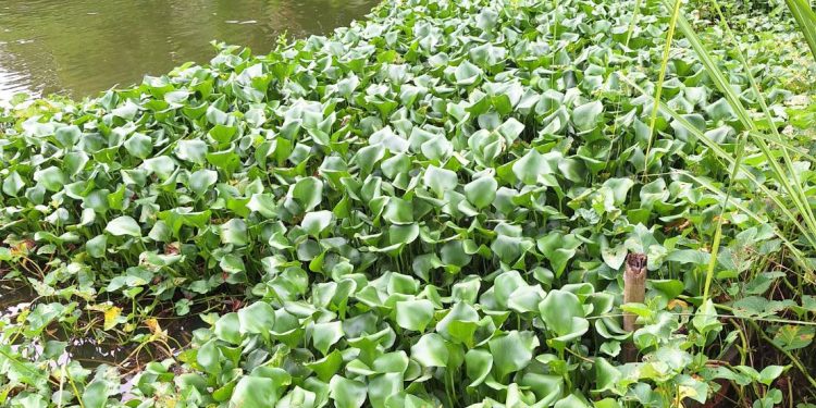 การทำน้ำหมักจากผักตบชวา