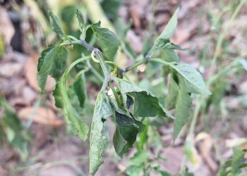 รู้ก่อนแก้! วิธีป้องกันโรคเหี่ยวพริกในหน้าร้อน