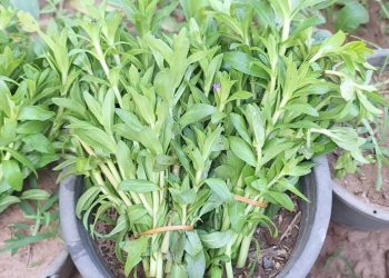 เคล็ดลับการปลูกผักแขยง