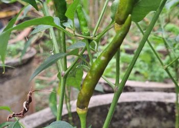 รู้ทันสาเหตุพริกเน่าก่อนสุก 