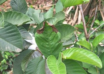 เคล็ดลับฟื้นฟูพืชใบไหม้ในหน้าร้อน 