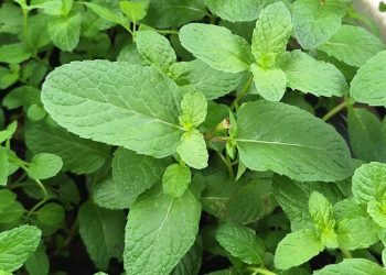 เทคนิคปลูกสะระแหน่