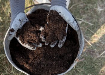 ปุ๋ยคอก vs ปุ๋ยหมัก