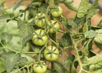 5 เทคนิคไล่แมลงหวี่ขาว