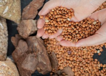 เลือกเมล็ดพันธุ์ยังไง ?