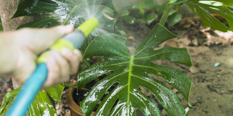 เทคนิครดน้ำต้นไม้ในหน้าร้อน 