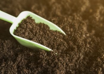 วิธีทำปุ๋ยบำรุงดินให้พร้อมสู้แดด 