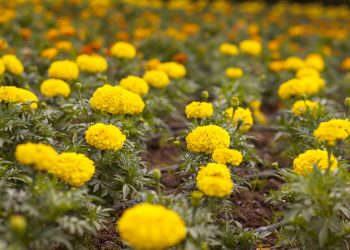 วิธีปลูกไม้ดอกในหน้าร้อน 