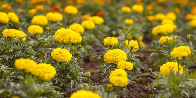 วิธีปลูกไม้ดอกในหน้าร้อน 