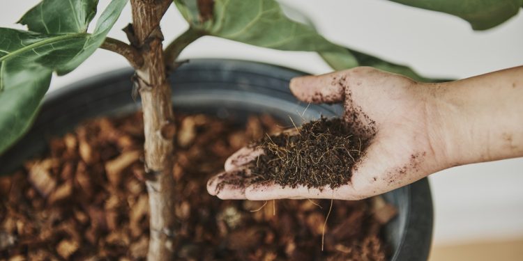 5 วัสดุปลูกยอดนิยม 