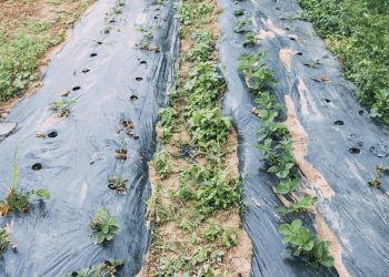 ร้อนแค่ไหนก็รอด กับเทคนิคคลุมดิน