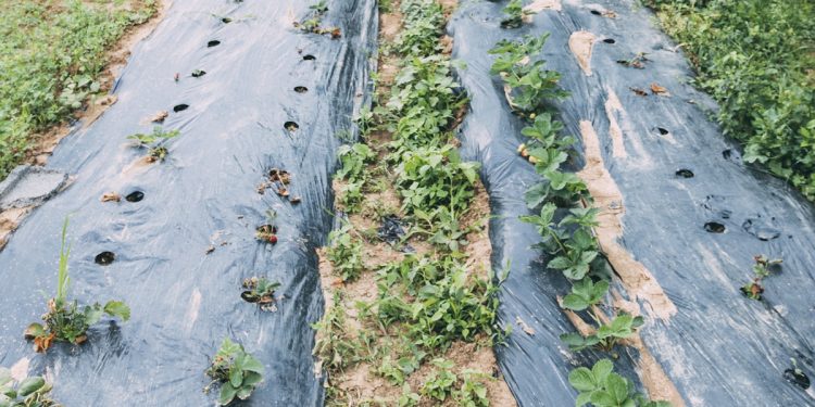 ร้อนแค่ไหนก็รอด กับเทคนิคคลุมดิน