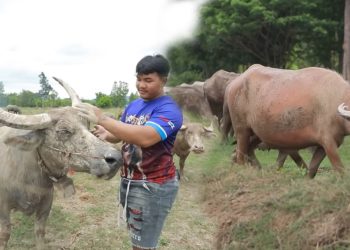 วัยรุ่นทำกิน เลี้ยงควาย สร้างรายได้