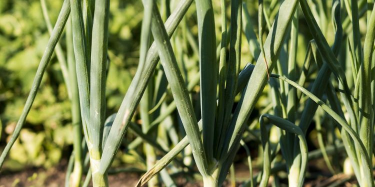 5 ผักสวนครัว